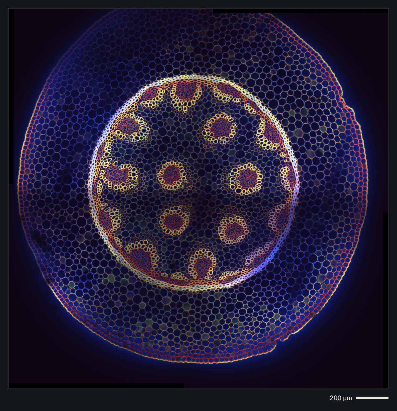 A root in cross-section