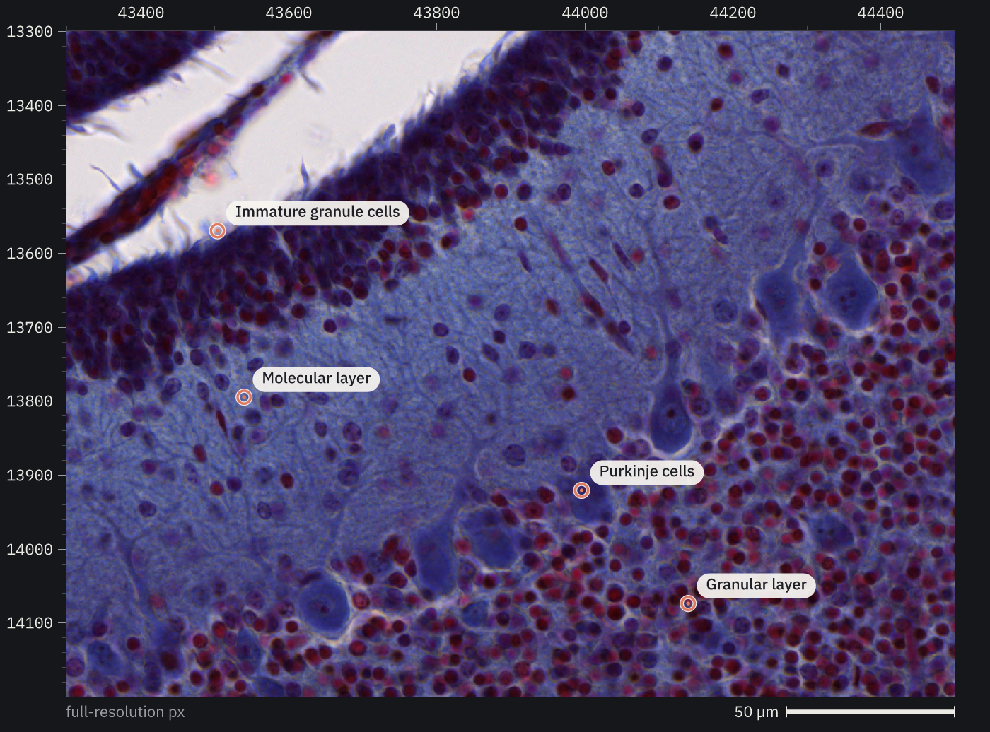 Labelled layers in a whole-slide scan