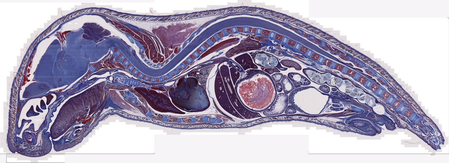 Section of a whole mouse, stained, decoded from a Zeiss CZI slide scan